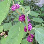 Ripe American Beautyberries on the bush