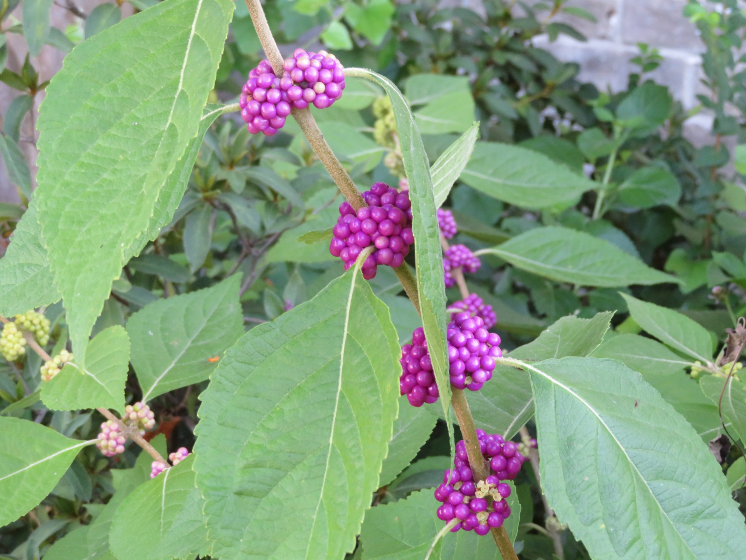 Ripe American Beautyberries on the bush