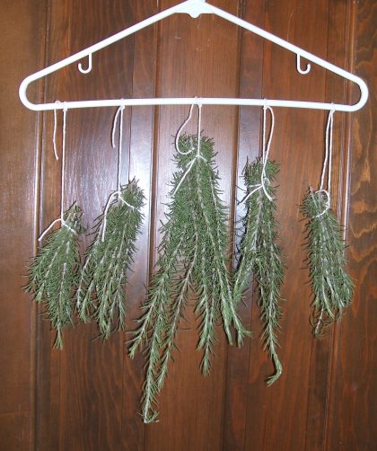 Rosemary hanging to dry