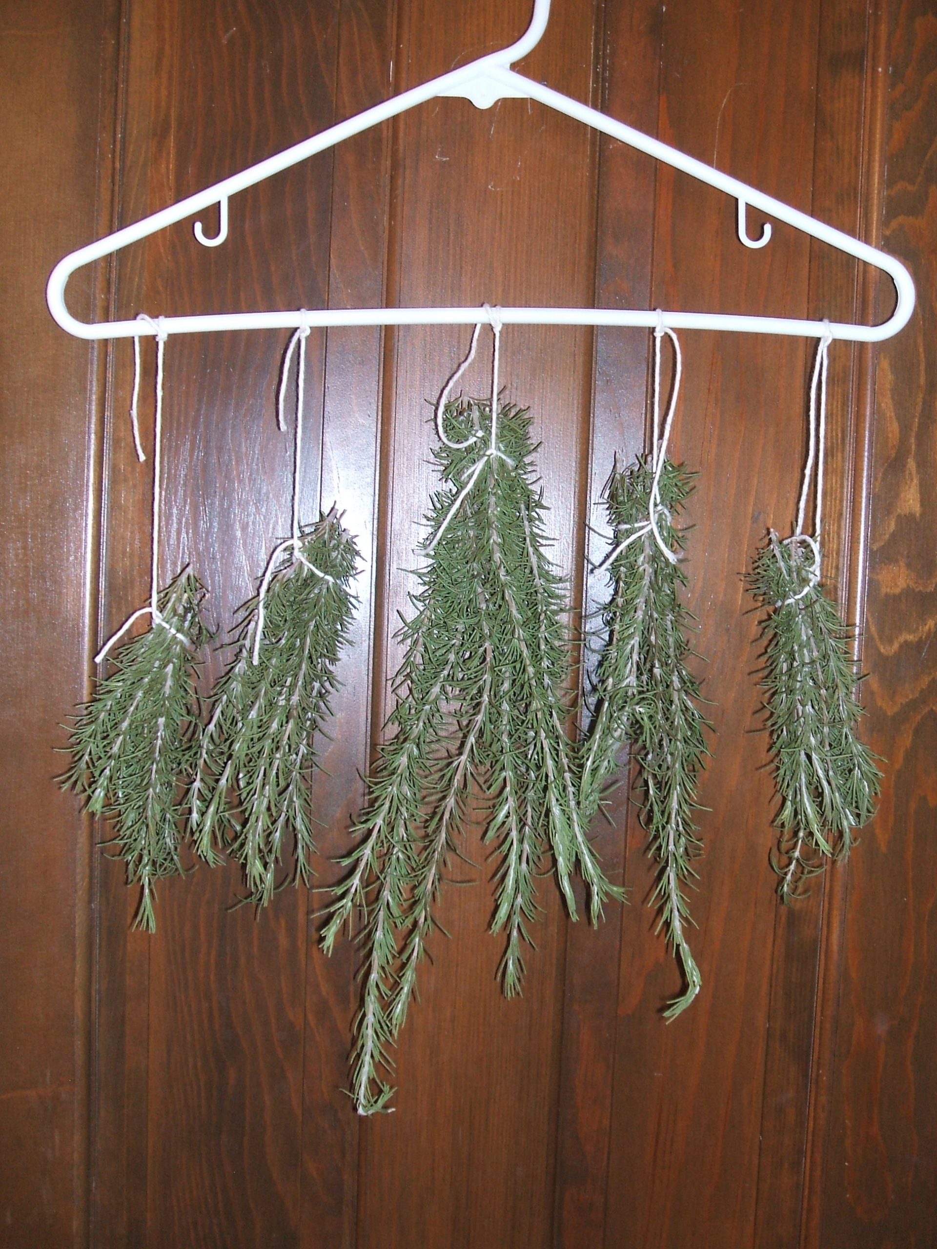 Rosemary hanging to dry