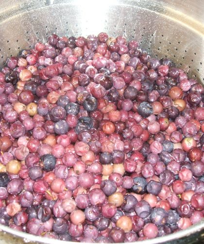 Wild Mustang grapes in a steam juicer colander basket