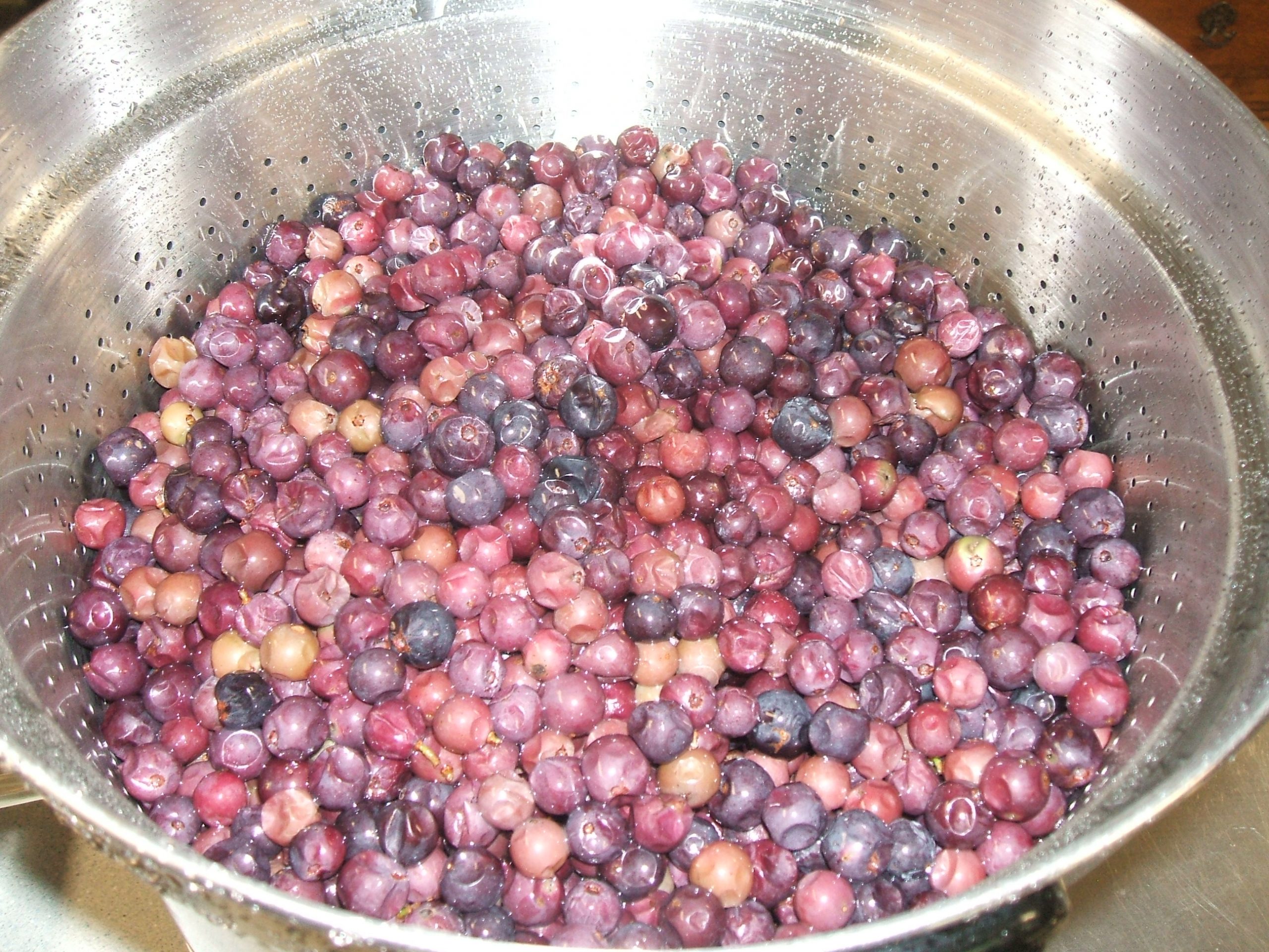 Wild Mustang grapes in a steam juicer colander basket