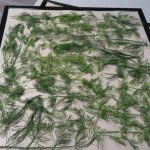 Fresh dill weed on a lined dehydrator tray