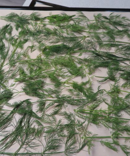 Fresh dill weed on a lined dehydrator tray