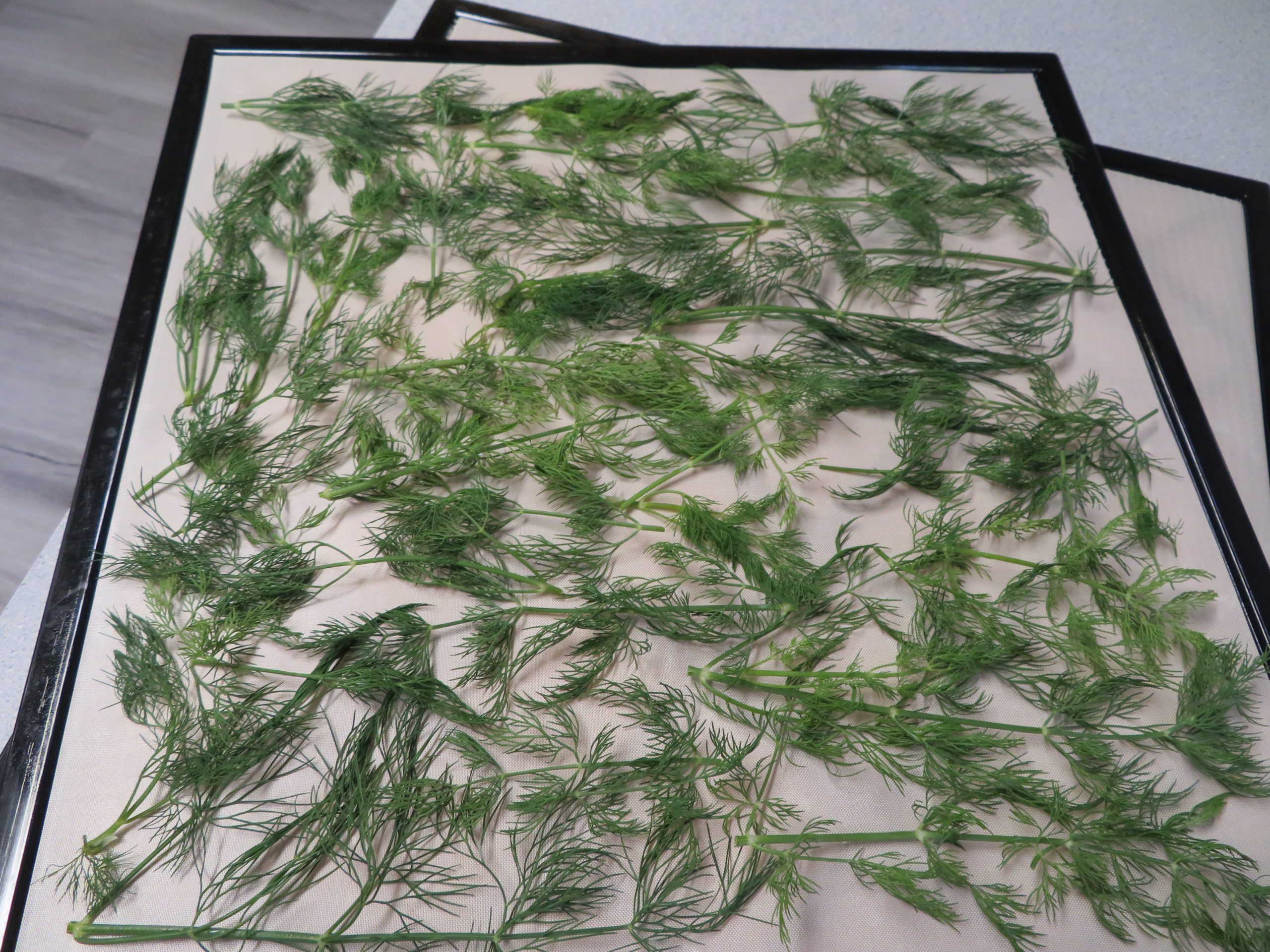 Fresh dill weed on a lined dehydrator tray