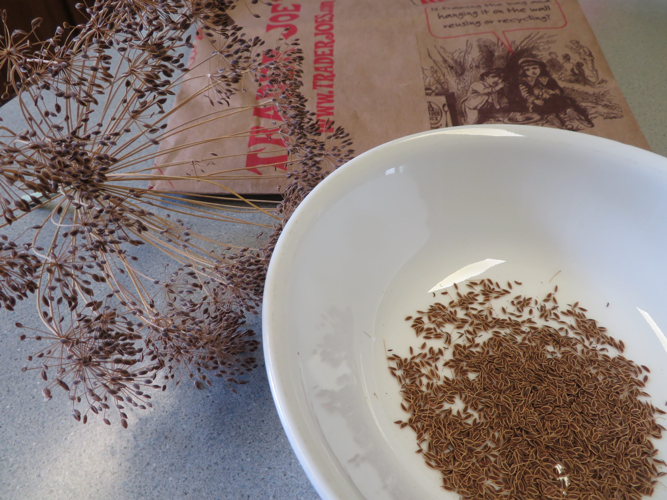 Paper sack, dried dill seed head, and harvested seeds in a bowl